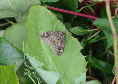 COMMON MARBLED CARPET ( Chioroclysta truncata ) . EXMOUTH . DEVON . 2 . 6 . 2019.JPG