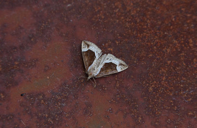 BEAUTIFUL SNOUT ( Hypena crassalis ) . EXMOUTH . DEVON . 29 . 6 . 2019 ..JPG
