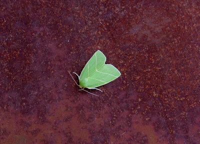 SCARCE SILVER-LINES ( Bena bicolorana ) . EXMOUTH . DEVON . 29 . 6 . 2019.JPG