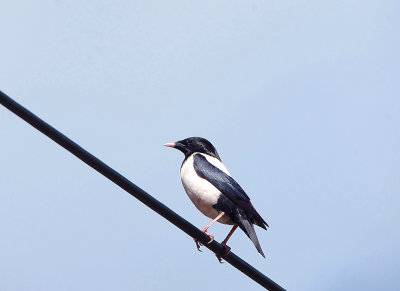 ROSE-COLOURED STARLING , EXMINSTER VILLAGE , DEVON , ENGLAND , 21 , 6 , 2019