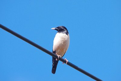ROSE-COLOURED STARLING . EXMINSTER VILLAGE . DEVON . ENGLAND . 21 . 6 . 2019