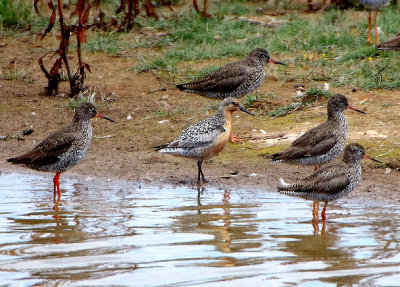 RED KNOT . BOWLING GREEN MARSH . TOPSHAM . DEVON . 9 . 7 . 2019