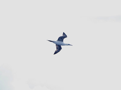 NORTHERN GANNET . PELAGIC OFF OF CORNWALL . 27 . 7 . 2019