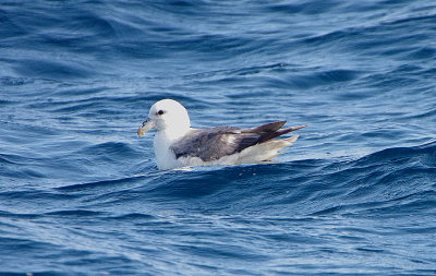 NORTHERN FULMAR . PELAGIC OFF OF CORNWALL . 27 . 7 . 2019