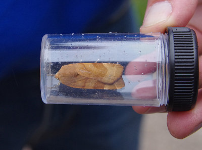BROAD-BORDERED YELLOW UNDERWING ( Noctua fimbriata ) . EXMOUTH . DEVON . 21 . 7 . 2019