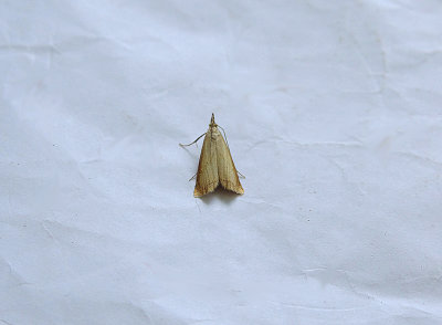 GARDEN GRASS-VENEER ( Chrysoteuchia culmella ) . TOPSHAM . DEVON.JPG