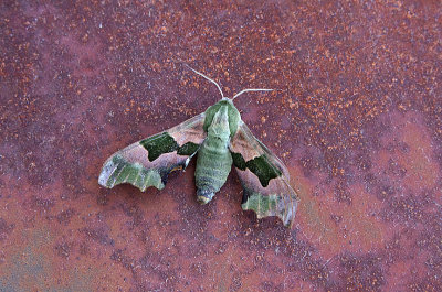 LIME HAWKMOTH ( Mimas tiliae ) . EXMOUTH . DEVON . 29 . 6 . 2019.JPG