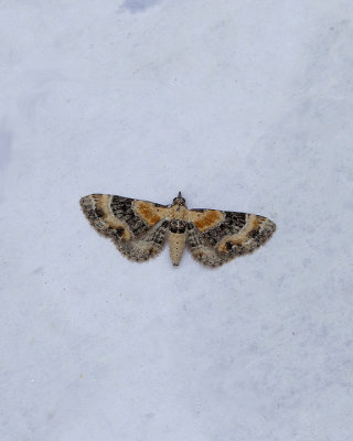 TOADFLAX PUG ( Eupithecia linariata ) . TOPSHAM . DEVON . 14 . 8 . 2019.JPG