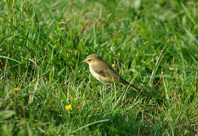 WILLOW WARBLER . THE BRISTOL SCHOOLS CAMP . EXMOUTH . DEVON . 26 . 8 . 2019