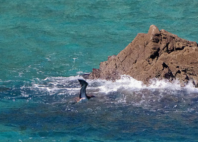 BROWN BOOBY . KYNANCE COVE . LIZARD POINT . CORNWALL . 3 / 9 / 2019