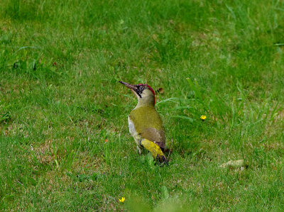 EUROPEAN GREEN WOODPECKER . TOPSHAM . DEVON . ENGLAND . 9 / 10 / 2019