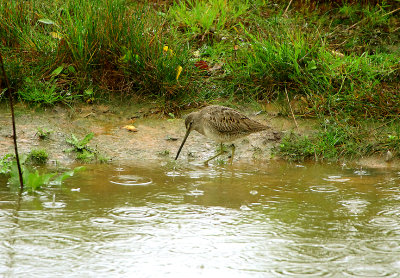 LONG-BILLED DOWITCHER . BOWLING GREEN MARSH . TOPSHAM . DEVON . ENGLAND . 14 / 10 / 2019