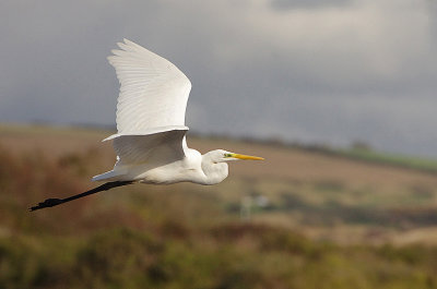 GREAT WHITE EGRET . LODMOOR . WEYMOUTH . DORSET . ENGLAND . 15 / 10 / 2019