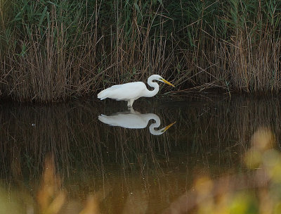 GREAT WHITE EGRET . LODMOOR . WEYMOUTH . DORSET . ENGLAND . 15 . 10 . 2019