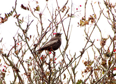 RING OUZEL ( 1st winter male ) . EMSWORTHY MIRE . DARTMOOR . DEVON . 21 / 10 / 2019