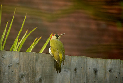 ( European ) Green Woodpecker . Picus viridis
