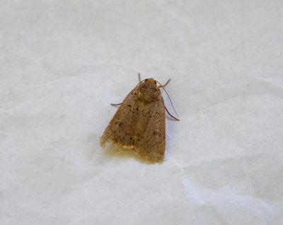 LESSER YELLOW UNDERWING ( Noctua comes ) . TOPSHAM . DEVON.JPG