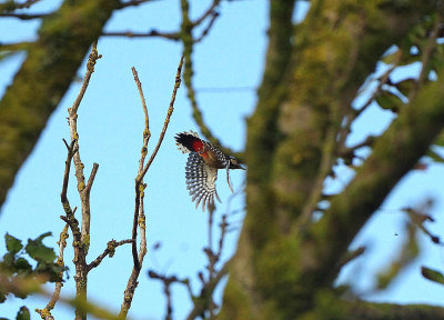 GREAT SPOTTED WOODPECKER . THE BRISTOL SCHOOLS CAMP . EXMOUTH . DEVON . ENGLAND . 24 / 10 / 2019