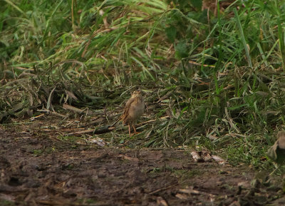 PADDYFIELD PIPIT . SENNEN . CORNWALL . ENGLAND . 7 / 11 / 2019