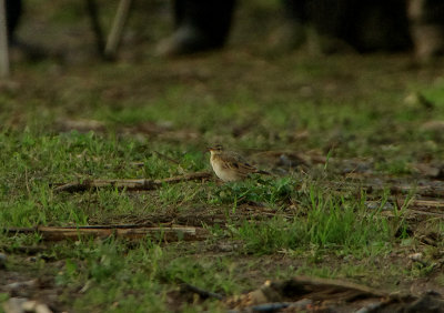 PADDYFIELD PIPIT . SENNEN . CORNWALL . ENGLAND . 7 / 11 / 2019