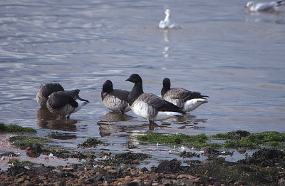 PALE-BELLIED BRENT GOOSE . MUDBANK LANE . EXMOUTH . DEVON . ENGLAND . 6 / 11 / 2019