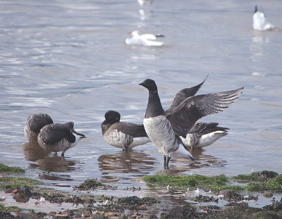 Pale Bellied Brent Goose , Branta bernicla hrota