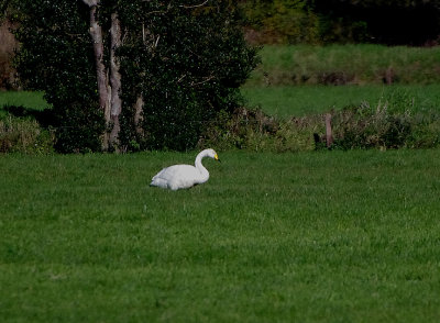 WHOOPER SWAN . Nr AXMINSTER . DEVON . ENGLAND . 18 / 11 / 2019