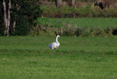 WHOOPER SWAN . Nr AXMINSTER . DEVON . ENGLAND . 18 / 11 / 2019