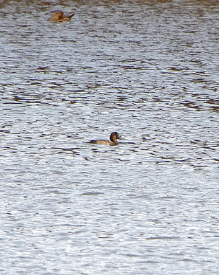 GREATER SCAUP ( Female ) . BOWLING GREEN MARSH . TOPSHAM . DEVON . 25 / 11 / 2019