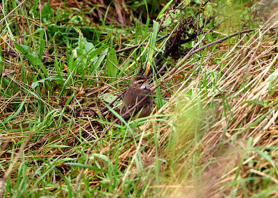 BLUETHROAT ( Luscinia svecica svecica ) . Sth of TURF LOCKS . 28 / 11 / 2010