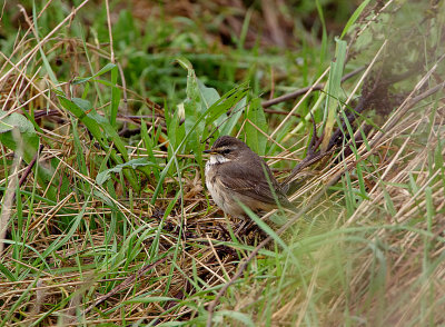 BLUETHROAT ( Luscinia svecica svecica ) . Sth of TURF LOCKS . 28 / 11 / 2019