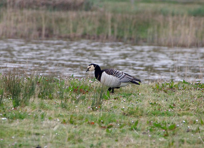 BARNACLE GOOSE . PARC DU MARQUENTERRA . FRANCE . 2 . 4 . 2019