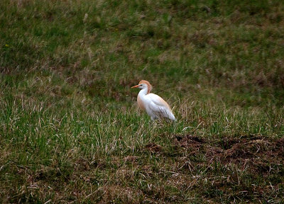 CATTLE EGRET . PARC DU MARQUENTERRA . FRANCE . 2 . 4 . 2019.JPG