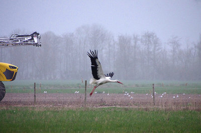 WHITE STORK , St QUENTON-EN-TORMONT , FRANCE , 2 , 4 , 2019