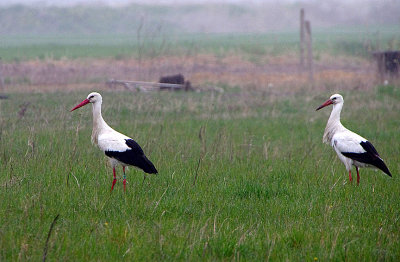 WHITE STORK . St QUENTON-EN-TORMONT . FRANCE . 2 . 4 . 2019