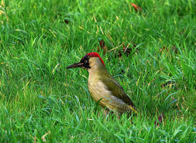 EUROPEAN GREEN WOODPECKER . TOPSHAM . DEVON . ENGLAND . 11 / 12 / 2019