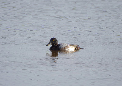 GREATER SCAUP . BOWLING GREEN MARSH . TOPSHAM . DEVON . ENGLAND . 22 / 12 / 2019