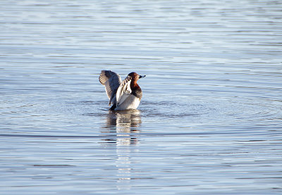 COMMON POCHARD . BOWLING GREEN MARSH . TOPSHAM . DEVON . ENGLAND . 23 / 12 / 2019