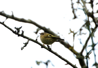 GOLDCREST . LUDWELL VALLEY C P . EXETER . DEVON . ENGLAND . 5 / 1 / 2020