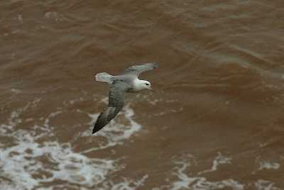 FULMAR . BRANDY HEAD . DEVON . ENGLAND . 6 / 1 / 2020