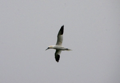 NORTHERN GANNET . BROADSANDS . DEVON . 7 / 1 / 2020