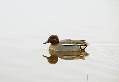COMMON TEAL . BOWLING GREEN MARSH . TOPSHAM . DEVON . ENGLAND . 8 / 1 / 2020