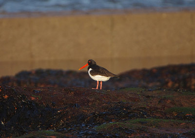EURASIAN OYSTERCATCHER . MAER ROCKS . DEVON . ENGLAND . 9 / 1 / 2020