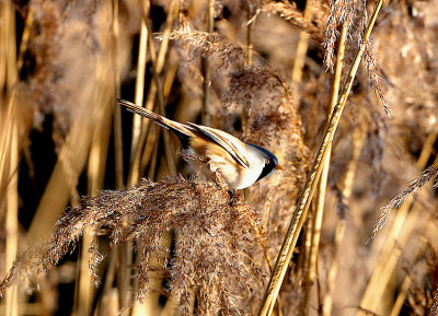 BEARDED TIT . RADIPOLE LAKE . WEYMOUTH . DORSET . 21 . 1 . 2020.JPG