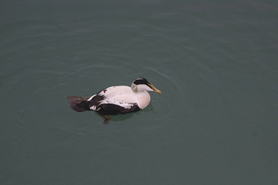COMMON EIDER . NEWLYN HARBOUR . CORNWALL . 30 . 1 . 2020.JPG