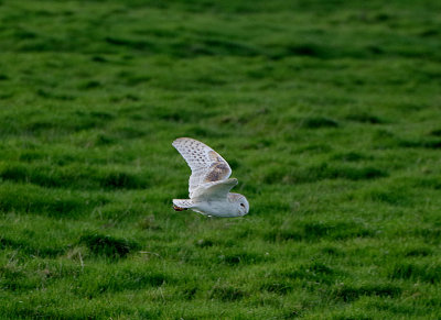 BARN OWL . BRAUNTON BURROWS . DEVON . ENGLAND . 4 . 2 . 2020.JPG