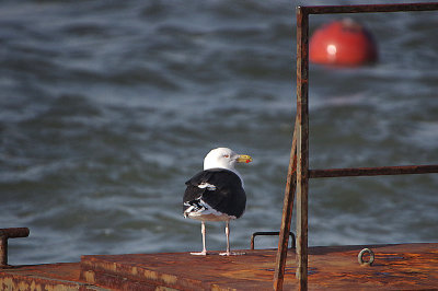 GREAT BLACK-BACKED GULL . THE EXE ESTUARY . EXMOUTH . DEVON . ENGLAND . 12 / 2 / 2020