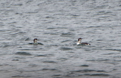 Black Throated Diver . Gavia arctica