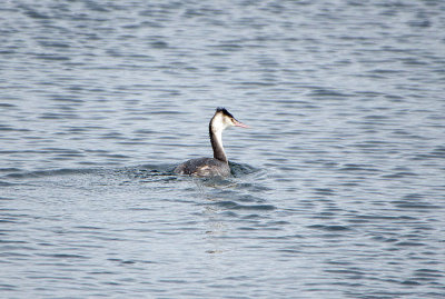 GREAT CRESTED GREBE . BARROW GURNEY . AVON . ENGLAND . 18 / 2 / 2020