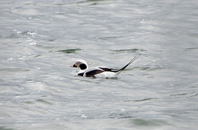 LONG-TAILED DUCK . BARROW GURNEY . AVON . ENGLAND . 18 / 2 / 2020